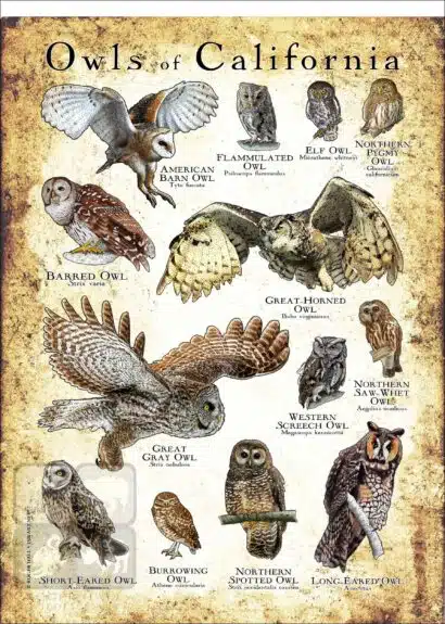 Owls of California Poster Print - Image 3