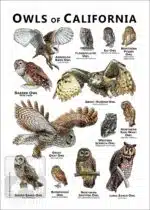Owls of California Poster Print - Image 2