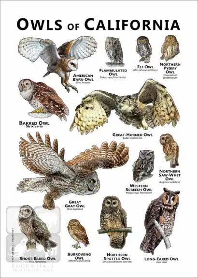 Owls of California Poster Print - Image 2