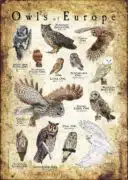 Owls of Europe poster