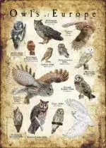 Owls of Europe poster