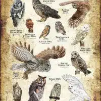 Owls of Europe poster