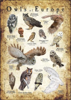 Owls of Europe poster