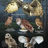 Owls of Florida poster print
