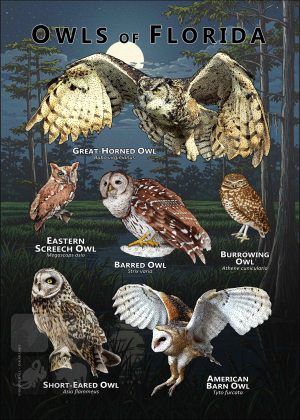 Owls of Florida poster print