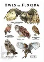 Owls of Florida Poster Print - Image 2