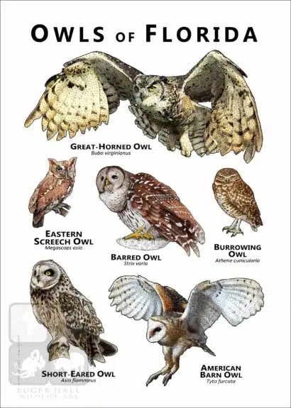 Owls of Florida Poster Print - Image 2