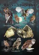 Owls of Louisiana poster