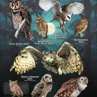 Owls of Louisiana poster
