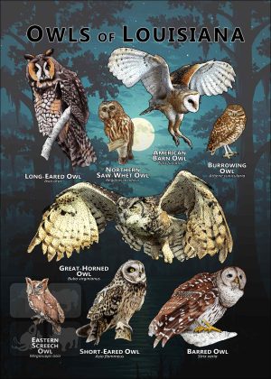 Owls of Louisiana poster