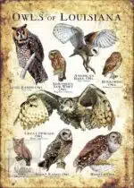 Owls of Louisiana Poster Print - Image 3