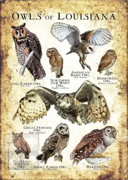 Owls of Louisiana Poster Print - Image 3