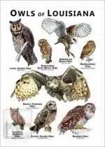 Owls of Louisiana Poster Print - Image 2