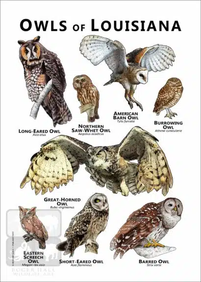 Owls of Louisiana Poster Print - Image 2