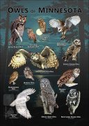 Owls of Minnesota poster print