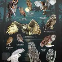 Owls of Minnesota poster print