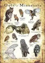 Owls of Minnesota Poster Print - Image 3