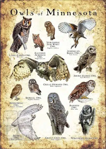 Owls of Minnesota Poster Print - Image 3