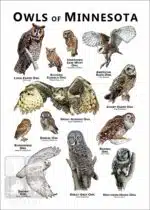 Owls of Minnesota Poster Print - Image 2
