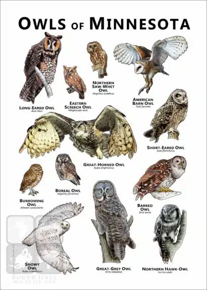 Owls of Minnesota Poster Print - Image 2