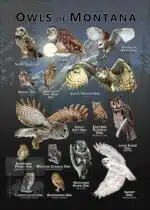 Owls of Montana poster print