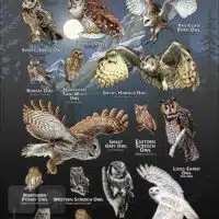 Owls of Montana poster print