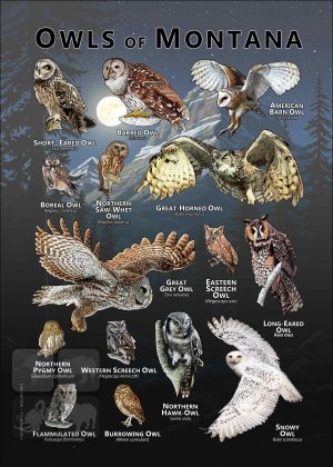 Owls of Montana poster print