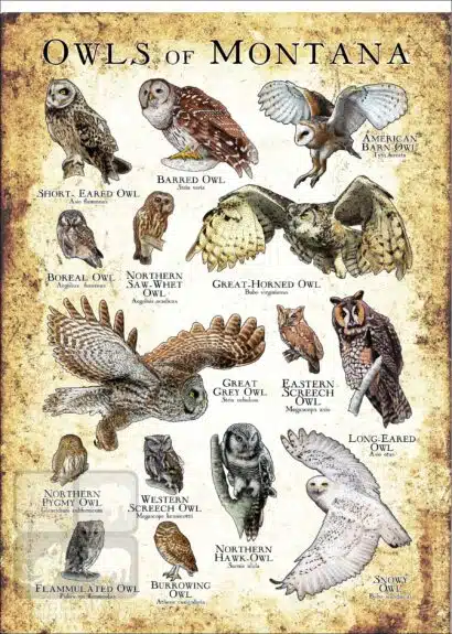 Owls of Montana Poster Print - Image 3