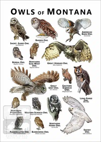 Owls of Montana Poster Print - Image 2
