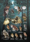Owls of Texas poster