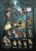 Owls of Texas poster