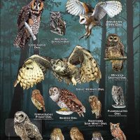 Owls of Texas poster