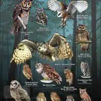 Owls of Texas poster