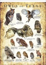 Owls of Texas Poster Print - Image 3