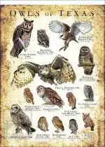 Owls of Texas Poster Print - Image 3