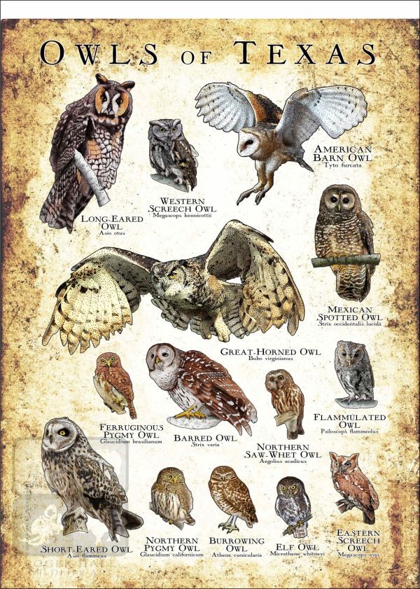 Owls of Texas Poster Print - Image 3