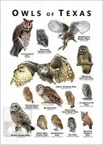 Owls of Texas Poster Print - Image 2