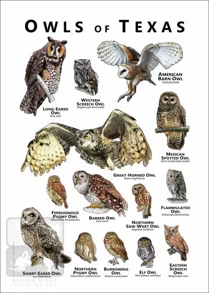 Owls of Texas Poster Print - Image 2