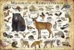 Mammals of Pennsylvania poster print