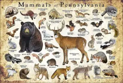 Mammals of Pennsylvania poster print