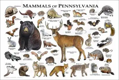 Mammals of Pennsylvania poster print