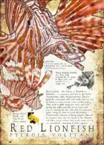 Red Lionfish Poster