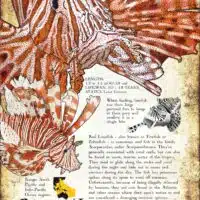 Red Lionfish Poster