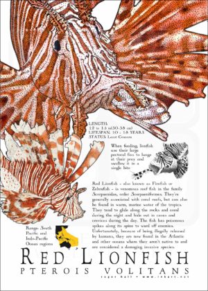 Red Lionfish