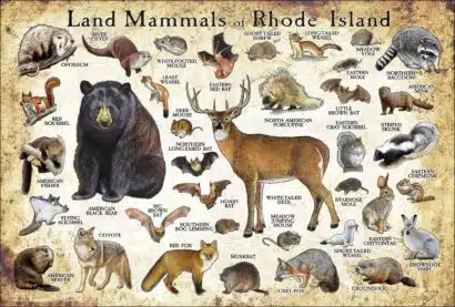 Rhode Island land mammals poster print