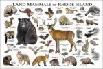 Rhode Island land mammals poster print
