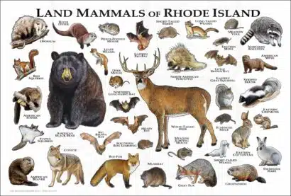 Rhode Island land mammals poster print