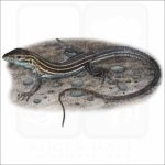 Six-lined Racerunner illustration