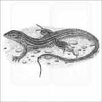 Six-lined Racerunner