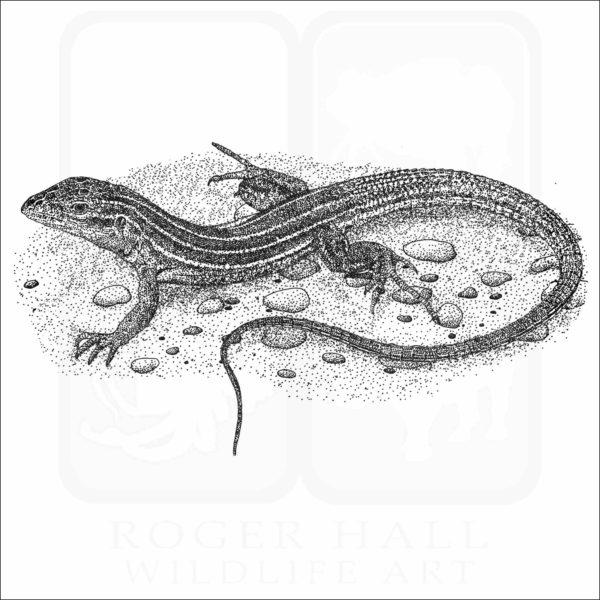 Six-lined Racerunner